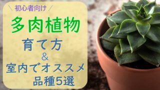 多肉植物】室内での育て方とオススメ品種５選 初心者必見！ Shumi te BACO シュミ テ バコ